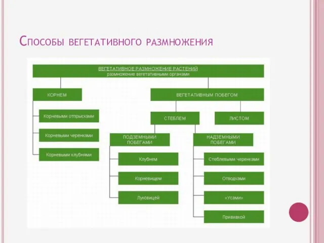 Способы вегетативного размножения