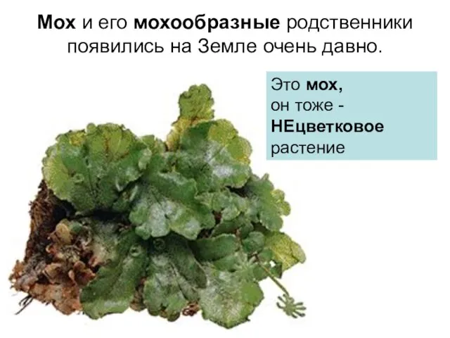 Мох и его мохообразные родственники появились на Земле очень давно. Это мох,