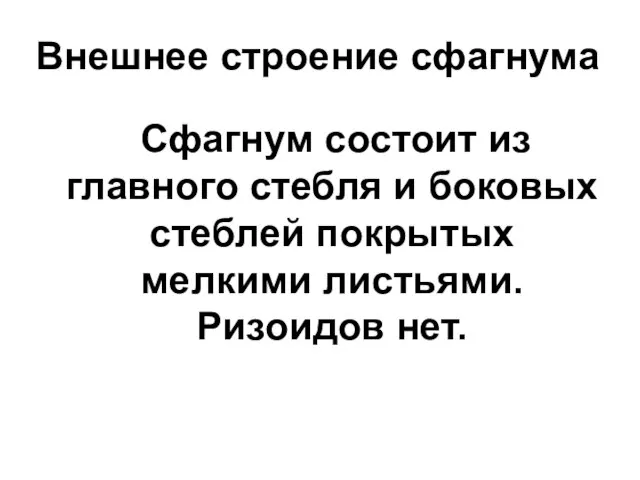 Внешнее строение сфагнума Сфагнум состоит из главного стебля и боковых стеблей покрытых мелкими листьями. Ризоидов нет.