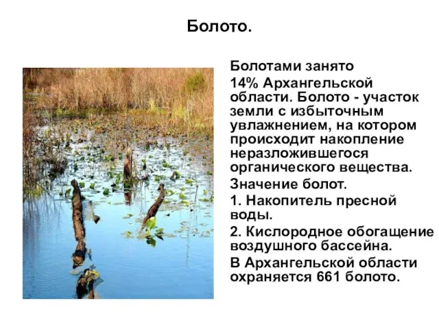 Болото. Болотами занято 14% Архангельской области. Болото - участок земли с избыточным