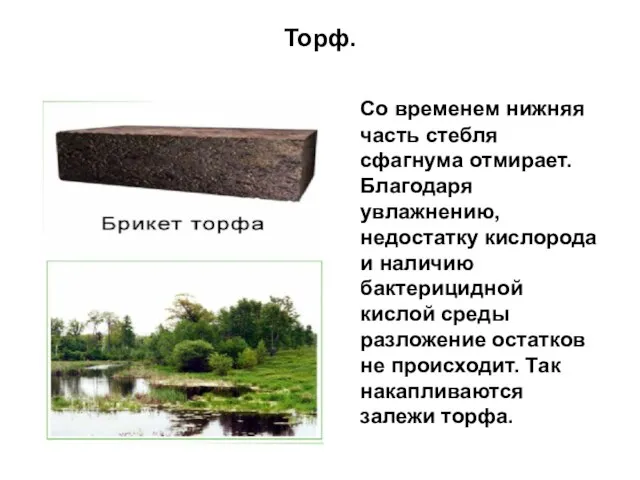 Торф. Со временем нижняя часть стебля сфагнума отмирает. Благодаря увлажнению, недостатку кислорода