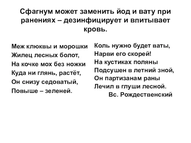 Сфагнум может заменить йод и вату при ранениях – дезинфицирует и впитывает