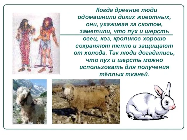 Когда древние люди одомашнили диких животных, они, ухаживая за скотом, заметили, что