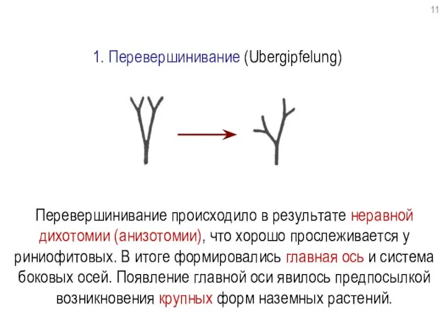 1. Перевершинивание (Ubergipfelung) Перевершинивание происходило в результате неравной дихотомии (анизотомии), что хорошо