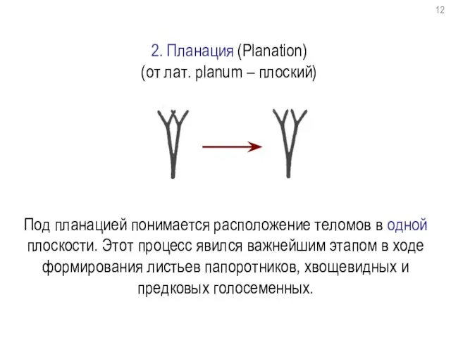 2. Планация (Planation) (от лат. planum – плоский) Под планацией понимается расположение