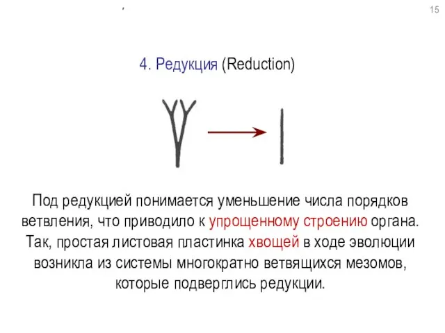 Под редукцией понимается уменьшение числа порядков ветвления, что приводило к упрощенному строению