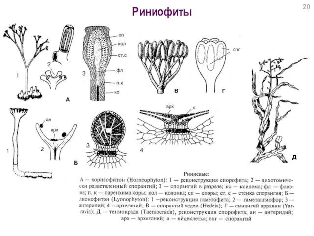 Риниофиты 20