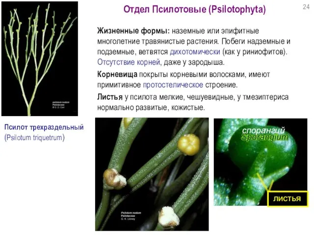 Псилот трехраздельный (Psilotum triquetrum) Отдел Псилотовые (Psilotophyta) Жизненные формы: наземные или эпифитные