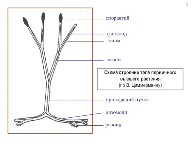 спорангий телом мезом Схема строения тела первичного высшего растения (по В. Циммерманну)