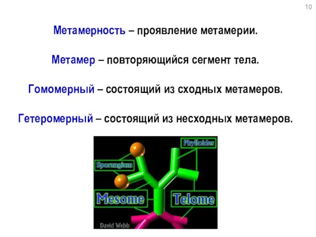 Метамерность – проявление метамерии. Метамер – повторяющийся сегмент тела. Гомомерный – состоящий