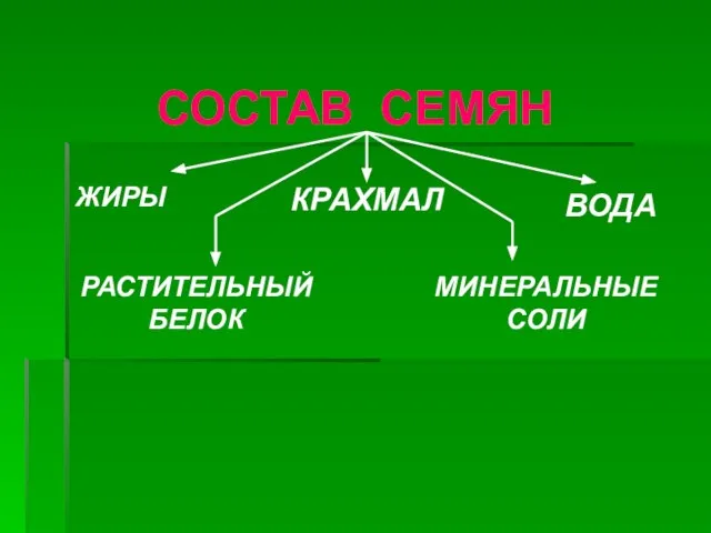 СОСТАВ СЕМЯН ЖИРЫ КРАХМАЛ ВОДА РАСТИТЕЛЬНЫЙ БЕЛОК МИНЕРАЛЬНЫЕ СОЛИ