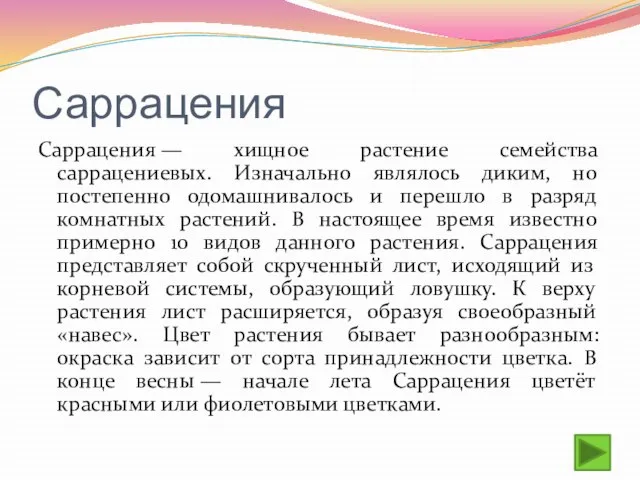 Саррацения Саррацения — хищное растение семейства саррацениевых. Изначально являлось диким, но постепенно