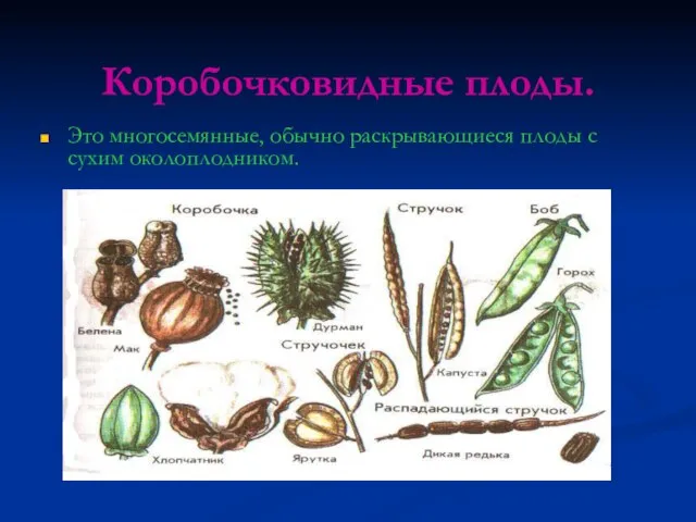 Коробочковидные плоды. Это многосемянные, обычно раскрывающиеся плоды с сухим околоплодником.