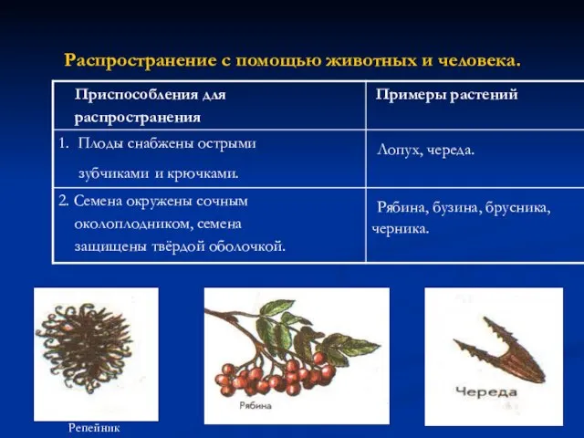 Распространение с помощью животных и человека. Репейник