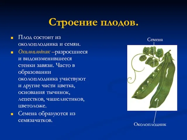 Строение плодов. Плод состоит из околоплодника и семян. Околоплодник –разросшиеся и видоизменившееся