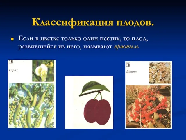 Классификация плодов. Если в цветке только один пестик, то плод, развившейся из него, называют простым.