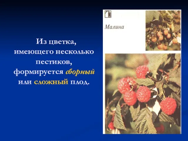 Из цветка, имеющего несколько пестиков, формируется сборный или сложный плод.