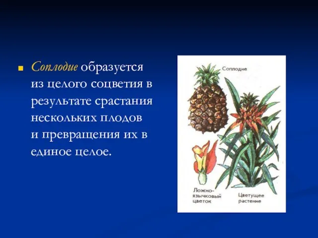 Соплодие образуется из целого соцветия в результате срастания нескольких плодов и превращения их в единое целое.