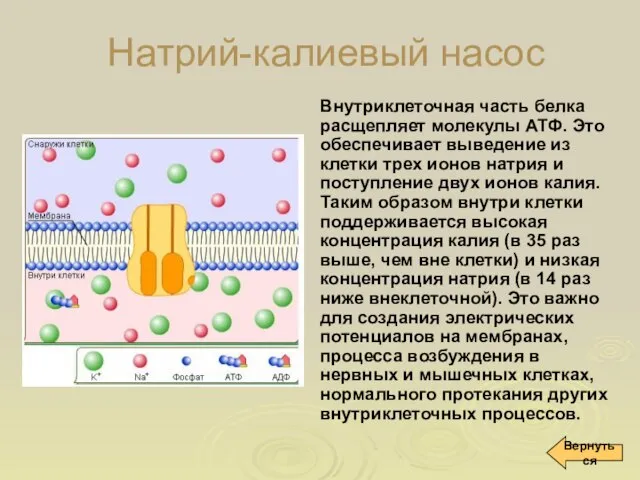 Натрий-калиевый насос Внутриклеточная часть белка расщепляет молекулы АТФ. Это обеспечивает выведение из