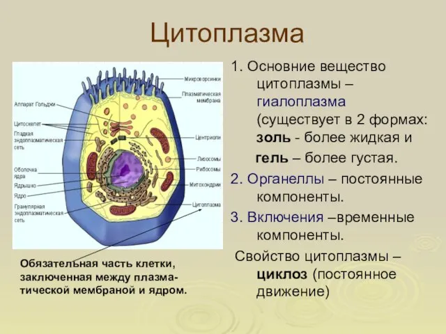 Цитоплазма 1. Основние вещество цитоплазмы – гиалоплазма (существует в 2 формах: золь