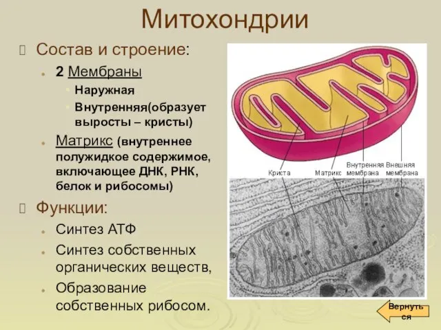 Митохондрии Состав и строение: 2 Мембраны Наружная Внутренняя(образует выросты – кристы) Матрикс