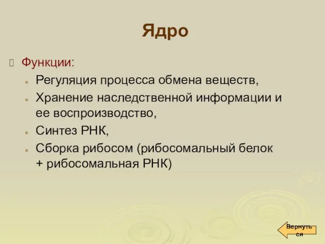 Ядро Функции: Регуляция процесса обмена веществ, Хранение наследственной информации и ее воспроизводство,