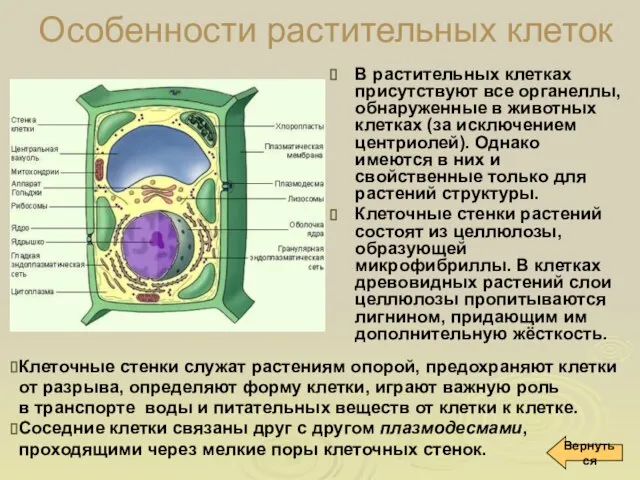 Особенности растительных клеток В растительных клетках присутствуют все органеллы, обнаруженные в животных