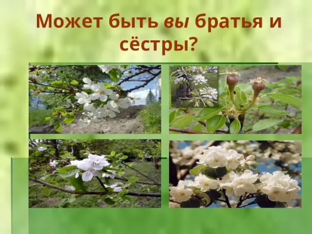 Может быть вы братья и сёстры?