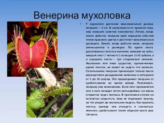 Венерина мухоловка У взрослого растения максимальный размер ловушки — 3 см. В