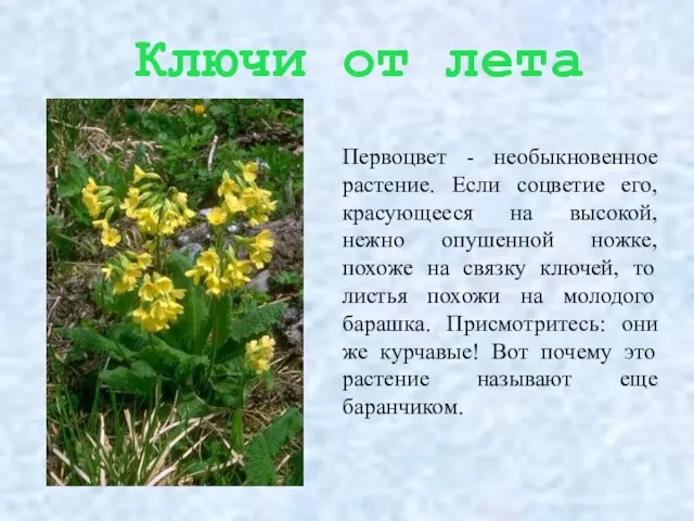 Ключи от лета Первоцвет - необыкновенное растение. Если соцветие его, красующееся на