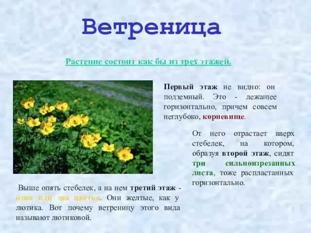 Ветреница Выше опять стебелек, а на нем третий этаж - один или