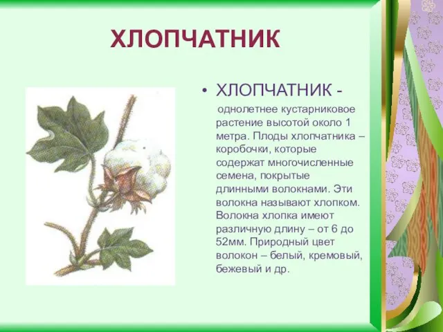 ХЛОПЧАТНИК ХЛОПЧАТНИК - однолетнее кустарниковое растение высотой около 1 метра. Плоды хлопчатника