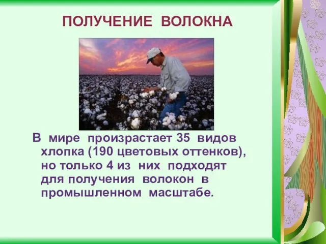 ПОЛУЧЕНИЕ ВОЛОКНА В мире произрастает 35 видов хлопка (190 цветовых оттенков), но