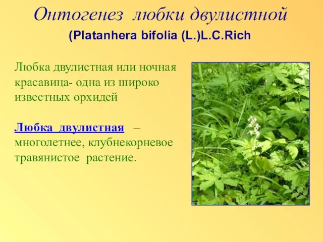 Онтогенез любки двулистной (Platanhera bifolia (L.)L.C.Rich Любка двулистная или ночная красавица- одна