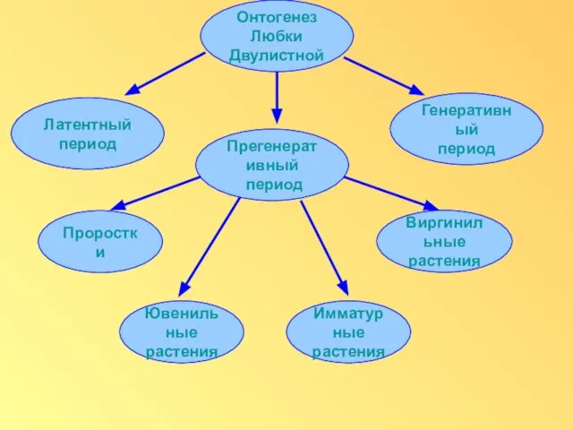 Онтогенез Любки Двулистной Латентный период Прегенеративный период Генеративный период Проростки Ювенильные растения Имматурные растения Виргинильные растения