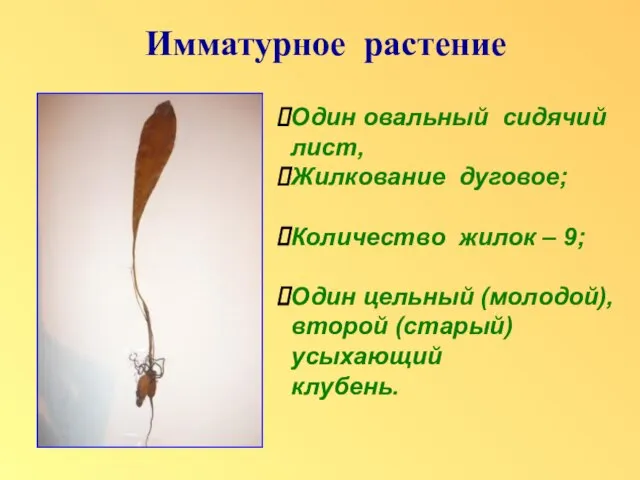 Имматурное растение Один овальный сидячий лист, Жилкование дуговое; Количество жилок – 9;