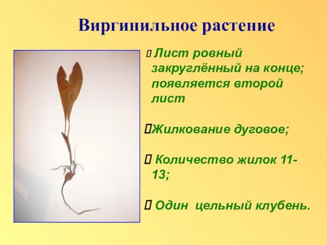 Виргинильное растение Лист ровный закруглённый на конце; появляется второй лист Жилкование дуговое;