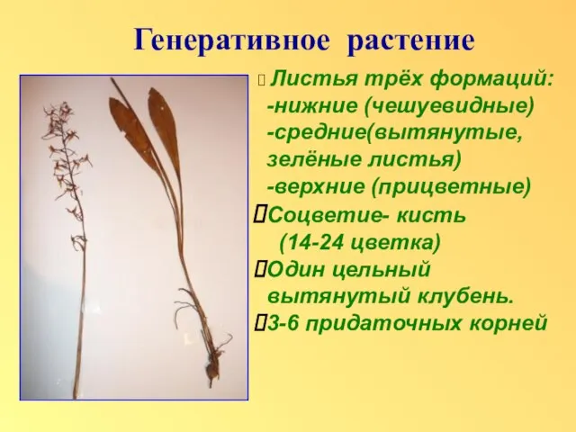 Генеративное растение Листья трёх формаций: -нижние (чешуевидные) -средние(вытянутые, зелёные листья) -верхние (прицветные)