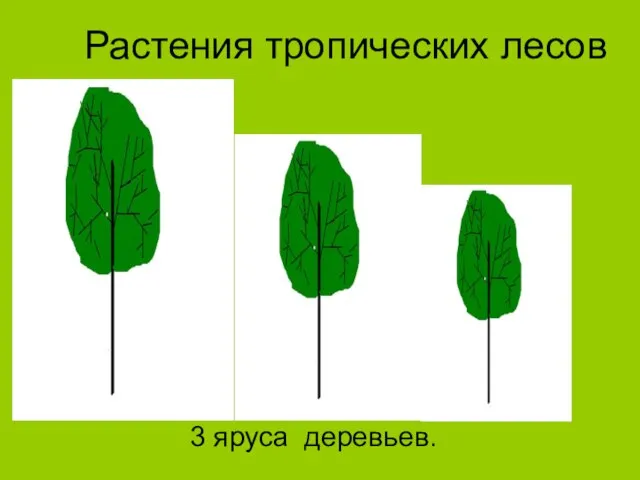 Растения тропических лесов 3 яруса деревьев.