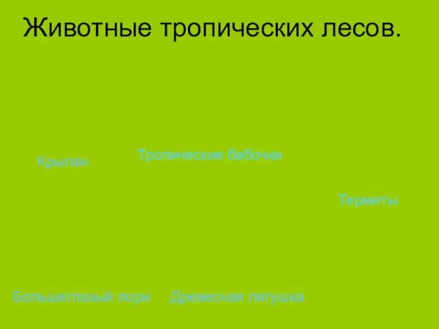 Животные тропических лесов. Крылан Большеглазый лори Древесная лягушка Тропические бабочки Термиты