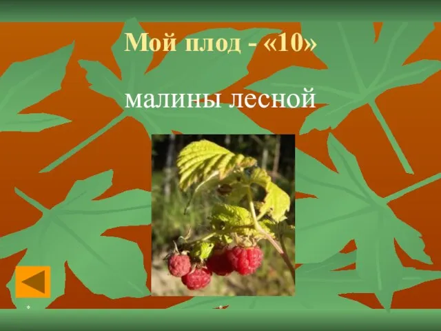 * * Мой плод - «10» малины лесной