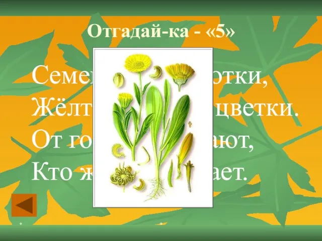 * * Отгадай-ка - «5» Семена, как коготки, Жёлто-красные цветки. От горла