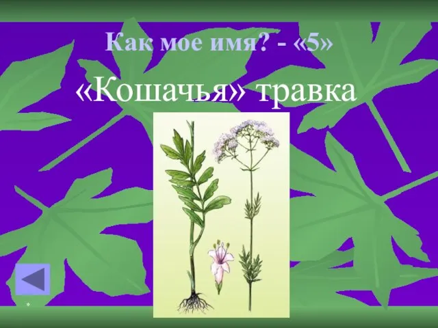 * * Как мое имя? - «5» «Кошачья» травка