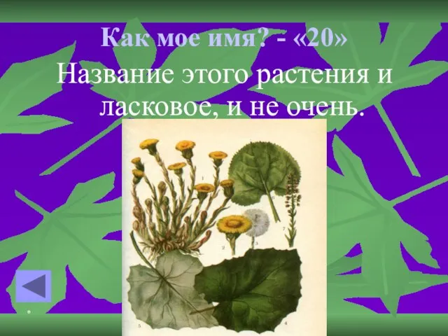 * * Как мое имя? - «20» Название этого растения и ласковое, и не очень.