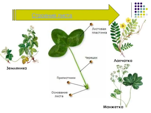 Строение листа Земляника Лапчатка Манжетка