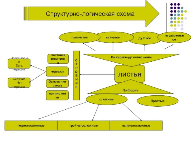 Структурно-логическая схема листья дуговое Простые По форме параллельное сложные перистосложные пальчатосложные тройчатосложные