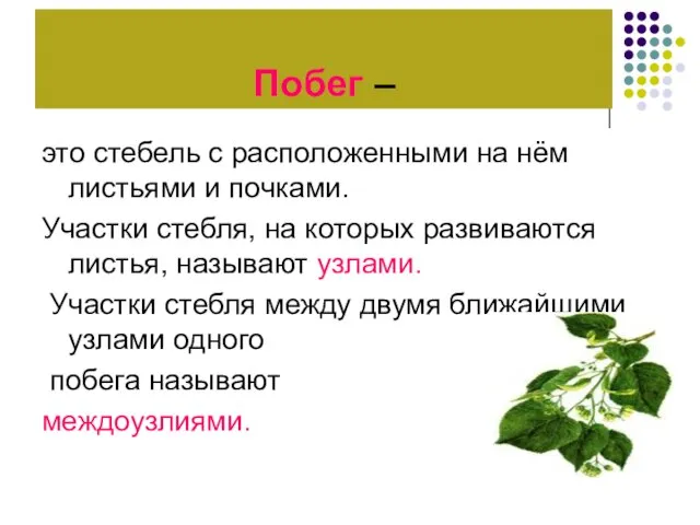 Побег – это стебель с расположенными на нём листьями и почками. Участки