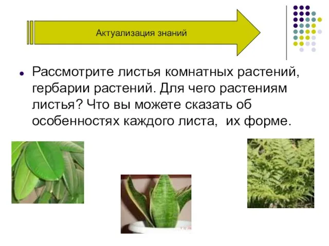 Актуализация знаний Рассмотрите листья комнатных растений, гербарии растений. Для чего растениям листья?