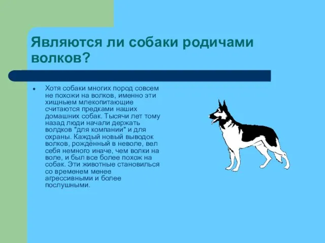 Являются ли собаки родичами волков? Хотя собаки многих пород совсем не похожи