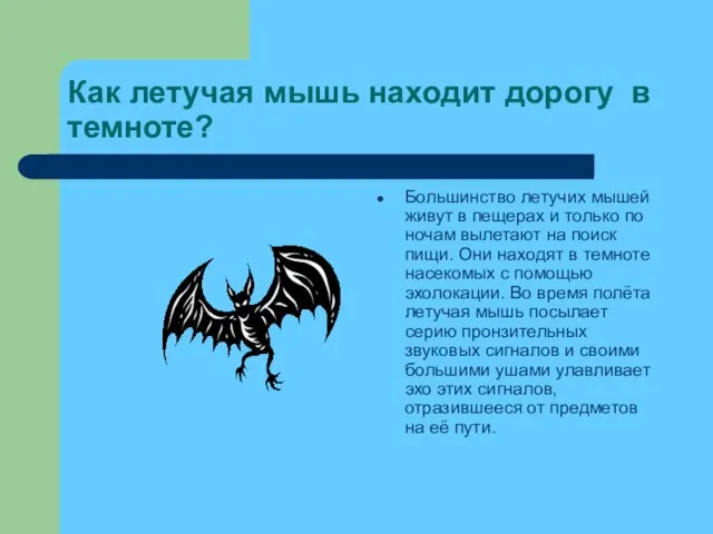 Как летучая мышь находит дорогу в темноте? Большинство летучих мышей живут в